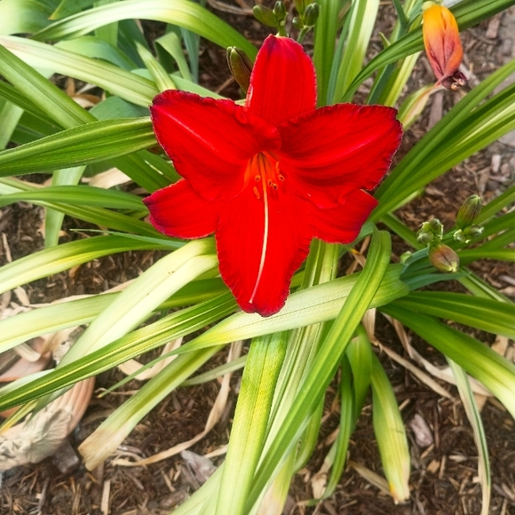 Meet your Posher, Jodi - Picture 2 of 4